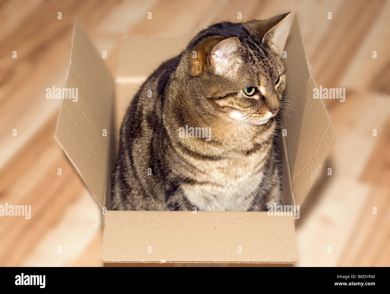 Cat in cardboard box Stock Photo
