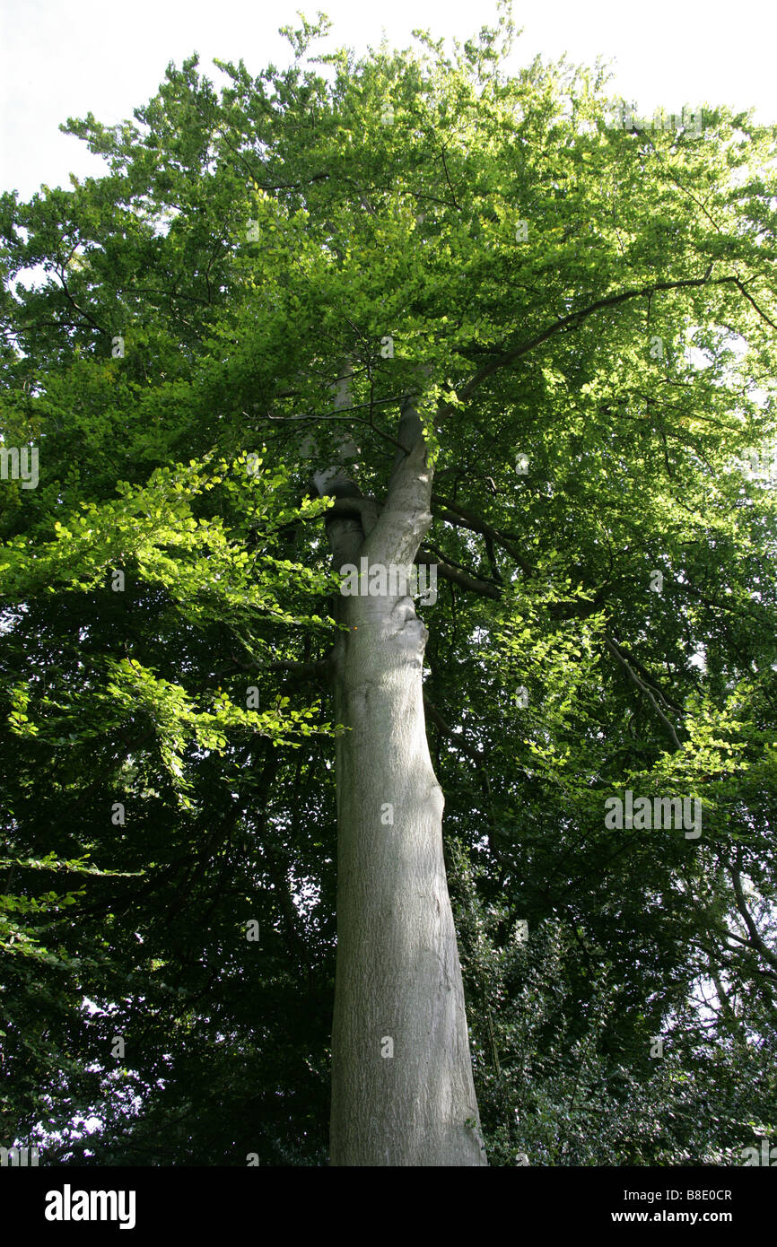Beech Tree, Fagus sylvatica, Fagaceae Stock Photo