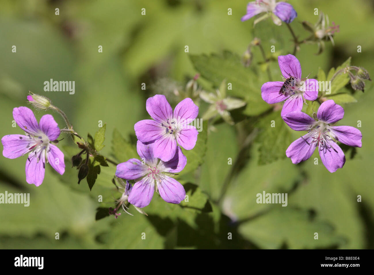 Madeira cranesbill hi-res stock photography and images - Alamy