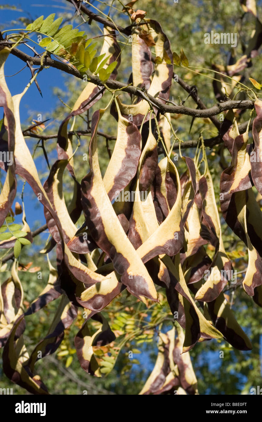 Large bi-colored seed pods of Chevrefeuille Honeysuckle (Lonicera vesicaria)  hanging from a branch in Korea, Asia. Caprifoliaceae family Stock Photo -  Alamy