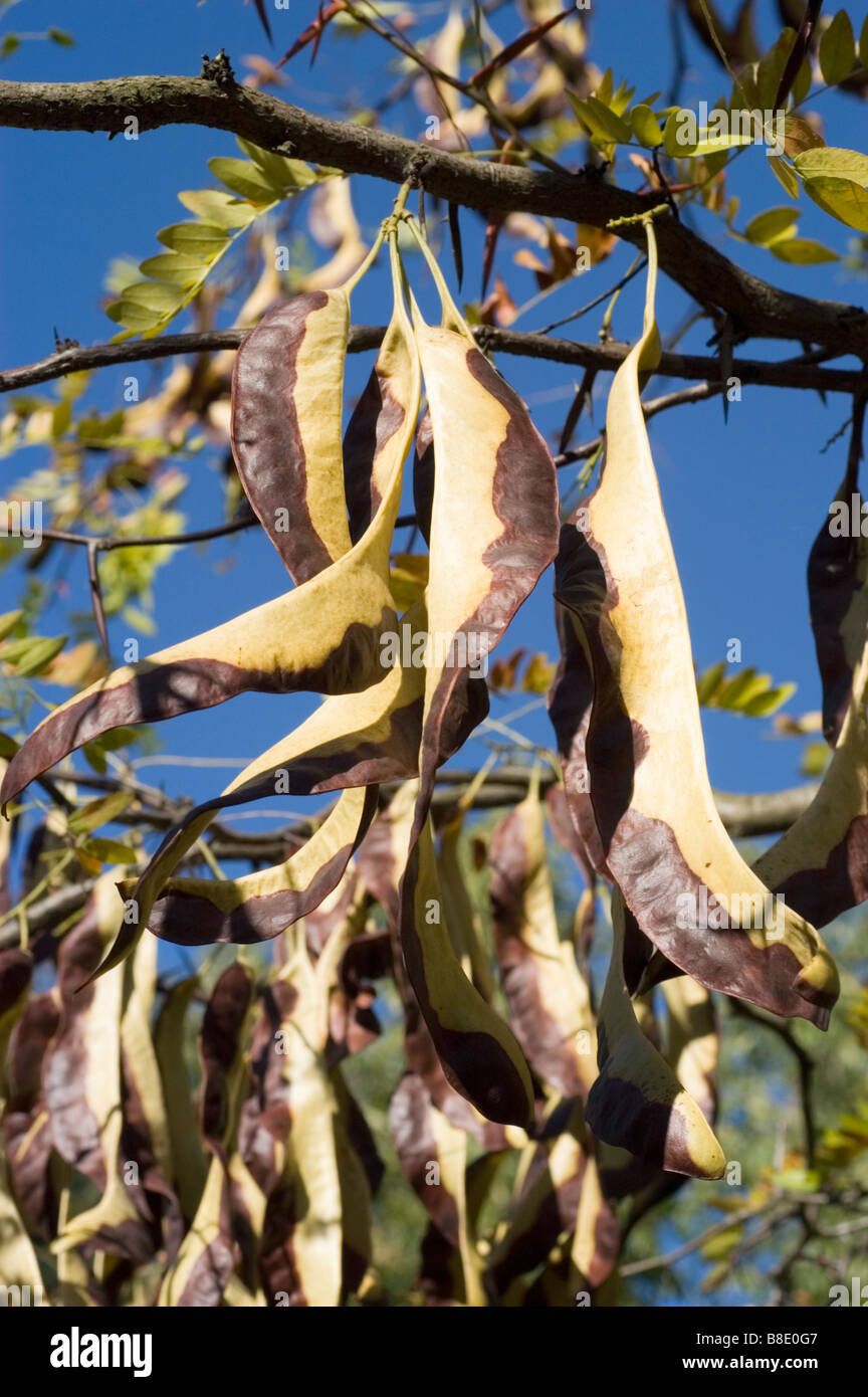 Lonicera vesicaria hi-res stock photography and images - Alamy