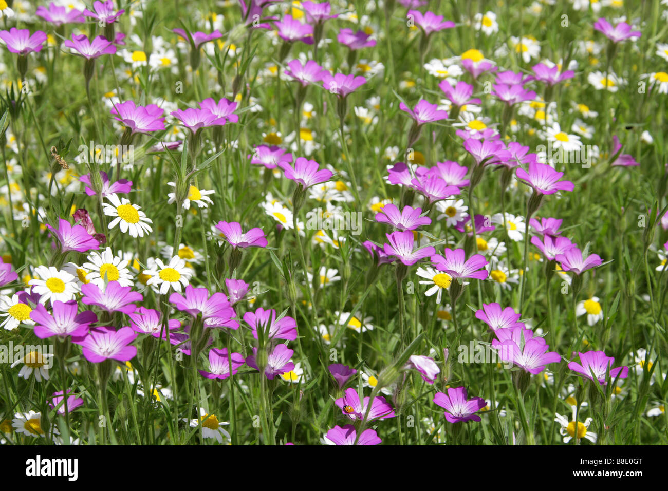 Corn Cockle, Agrostemma githago, Caryophyllaceae and Ox Eye Daisies Chryanthemum leucanthemum Stock Photo