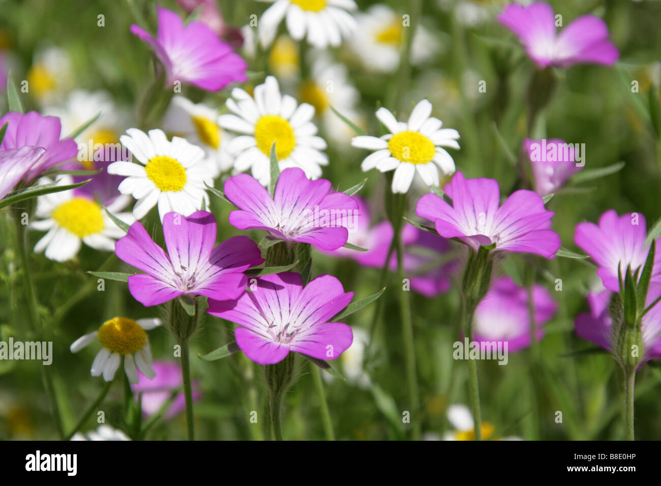 Corn Cockle, Agrostemma githago, Caryophyllaceae and Ox Eye Daisies Leucanthemum vulgare Stock Photo