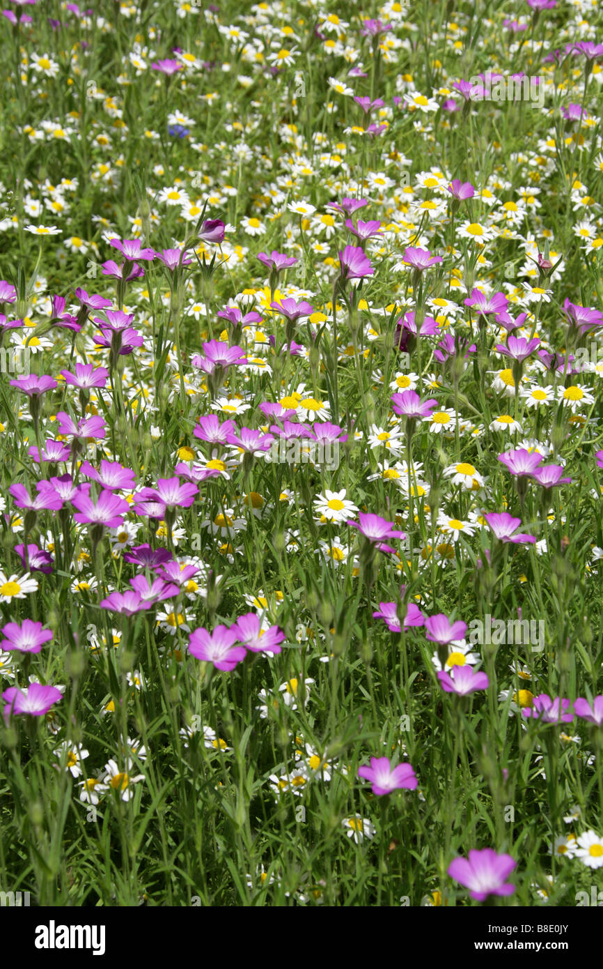 Corn Cockle, Agrostemma githago, Caryophyllaceae and Ox Eye Daisies Chryanthemum leucanthemum Stock Photo