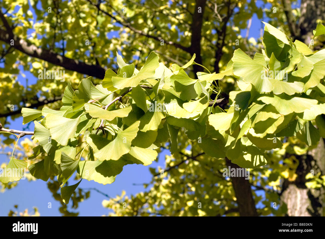 Ginkgo Biloba, China, Japan, Asia Stock Photo Alamy