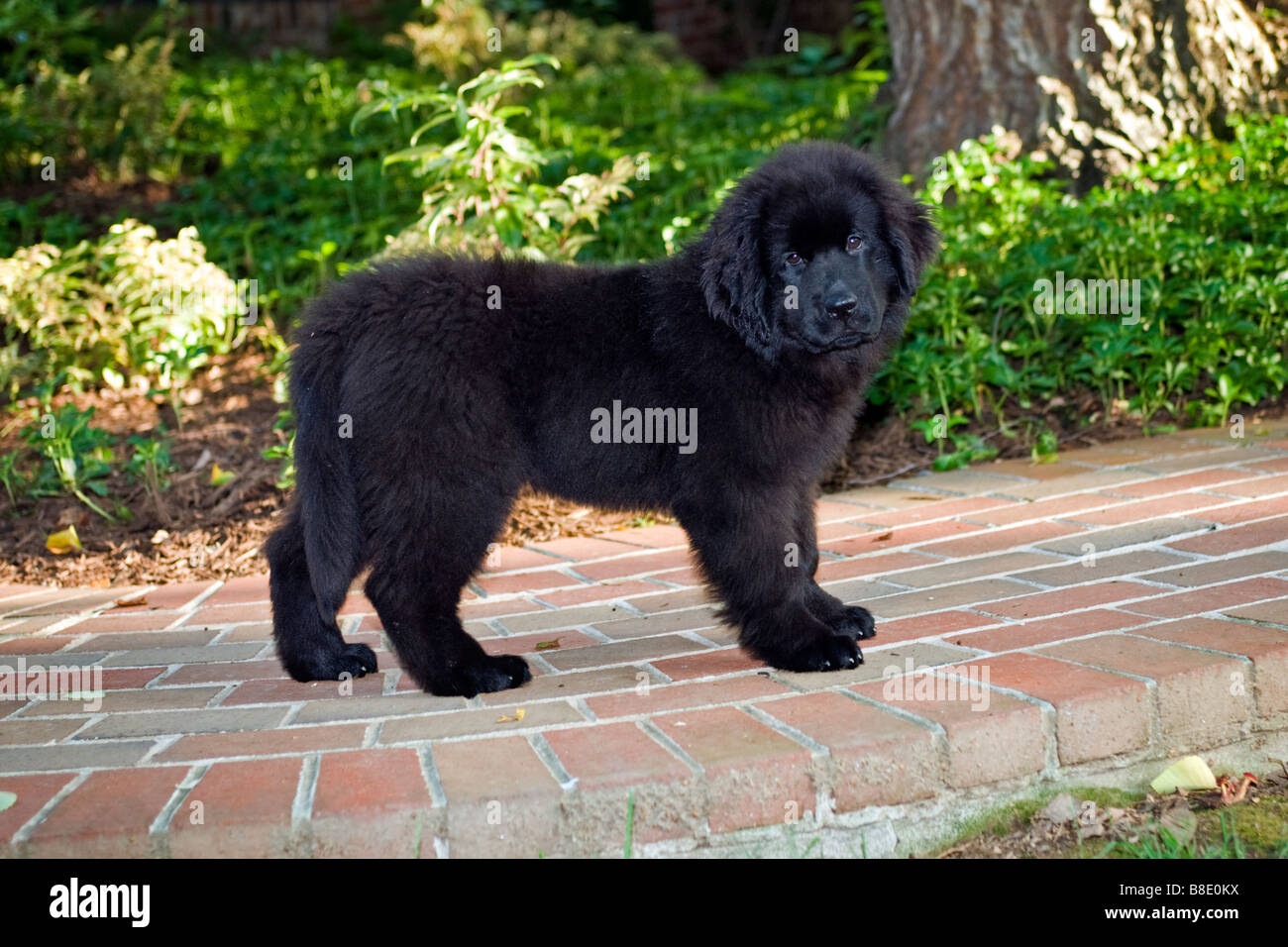 8 week old newfoundland puppy