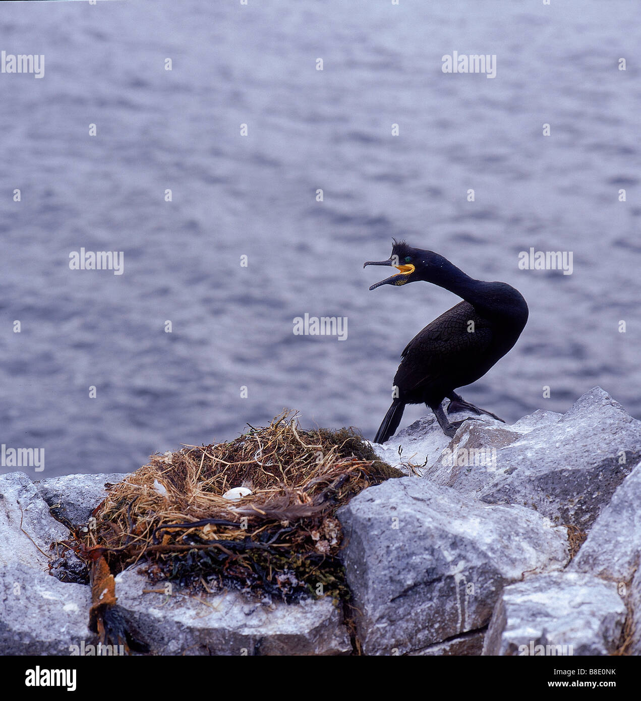 Cormorant nest hires stock photography and images Alamy