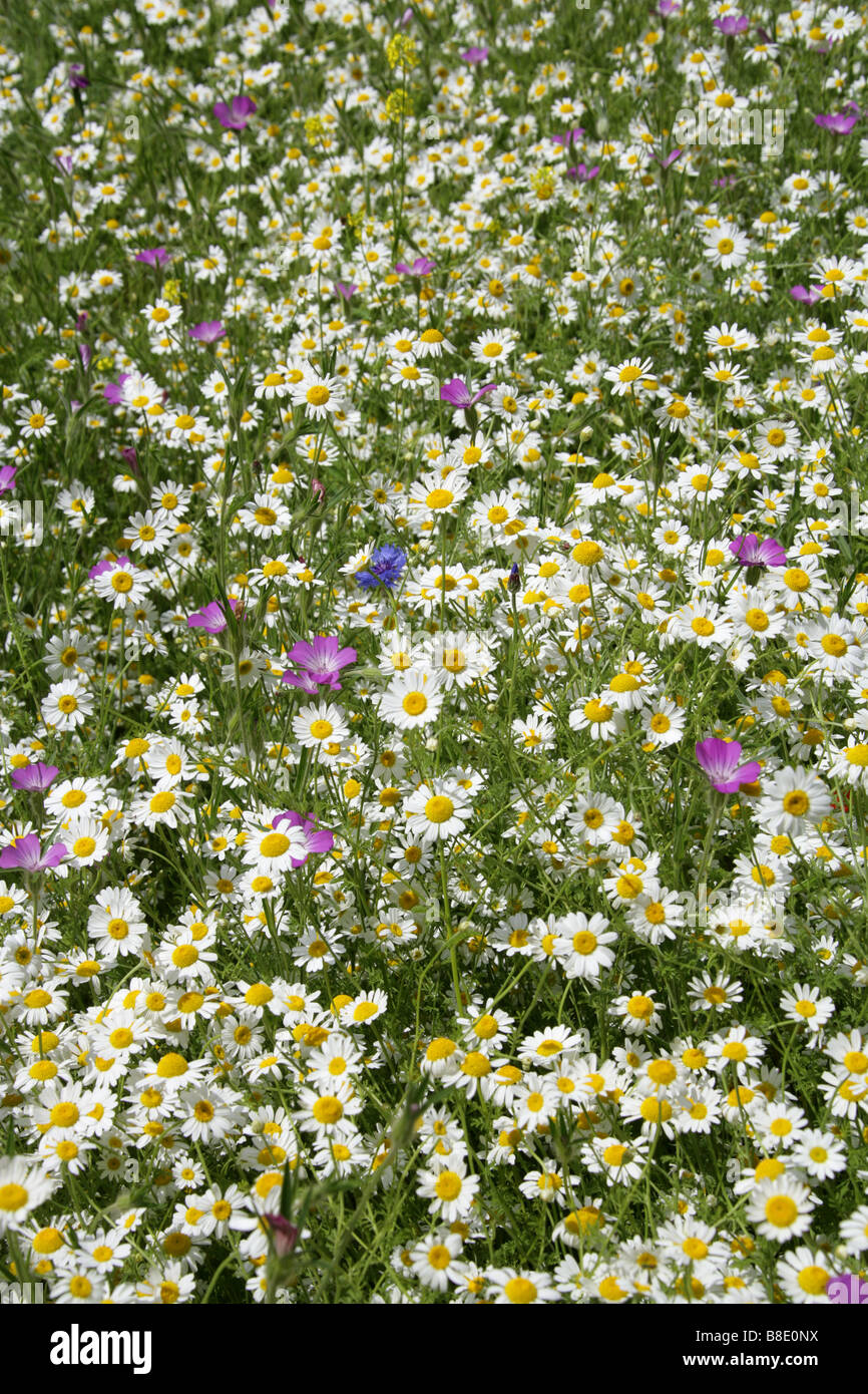 Corn Cockle, Agrostemma githago, Caryophyllaceae and Ox Eye Daisies Leucanthemum vulgare Stock Photo