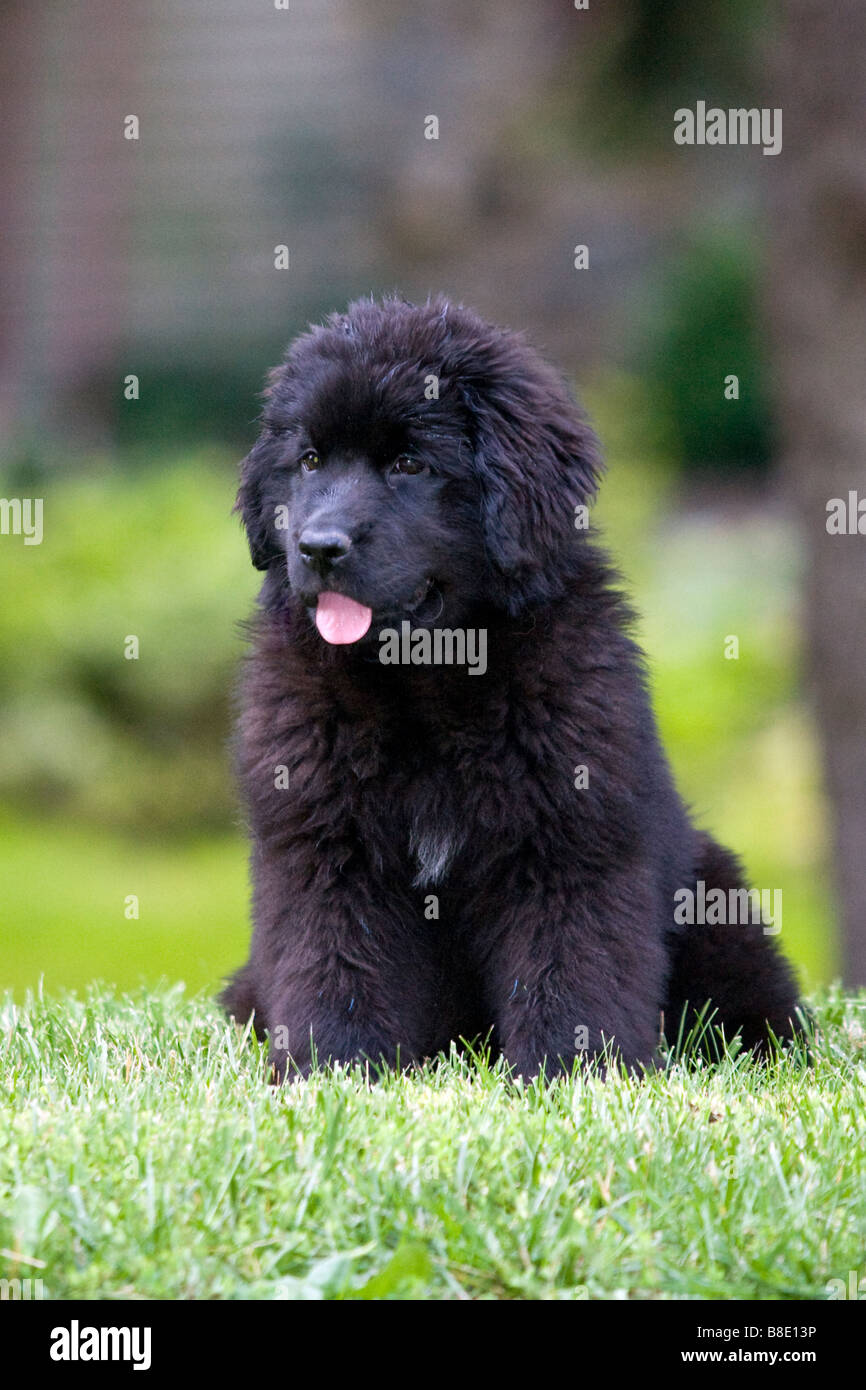 Female Newfoundland puppy dog sits on the green grass in a residential neighborhood Stock Photo