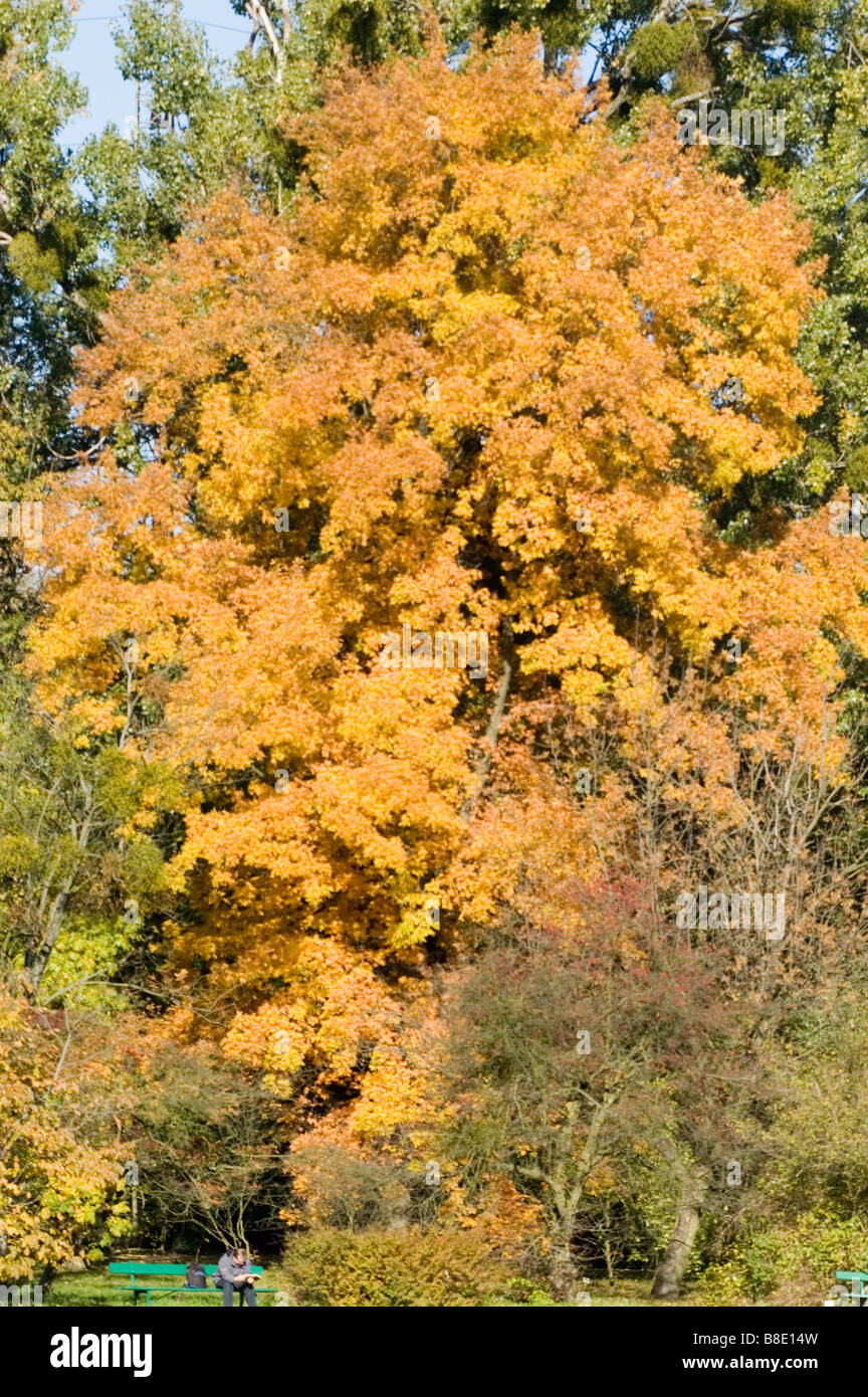 Orange autumn leaves foliage tree growing in park Stock Photo - Alamy