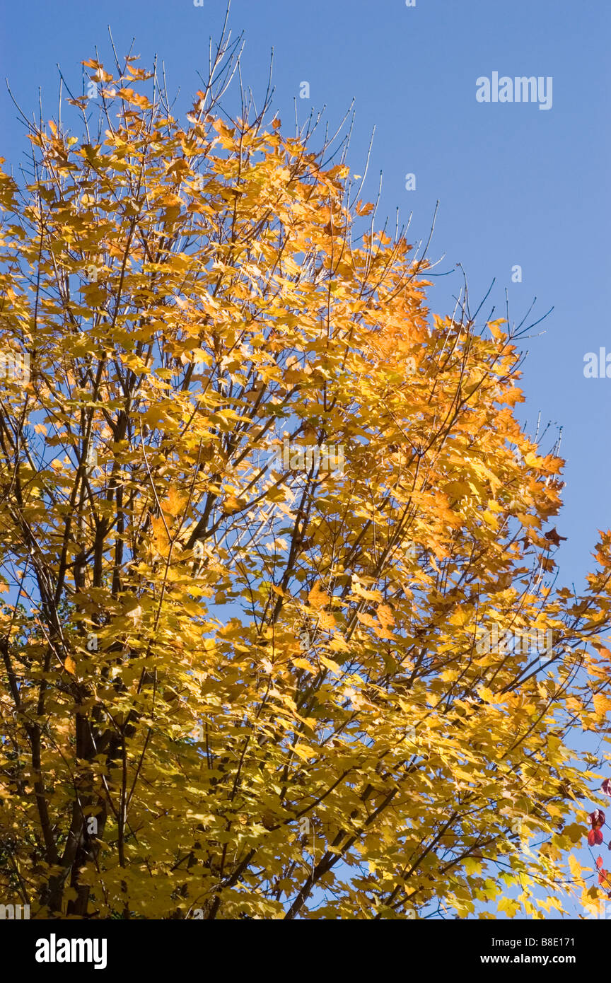 Yellow autumn foliage of Sugar Maple, Acer Saccharum, North America, USA, Canada Stock Photo