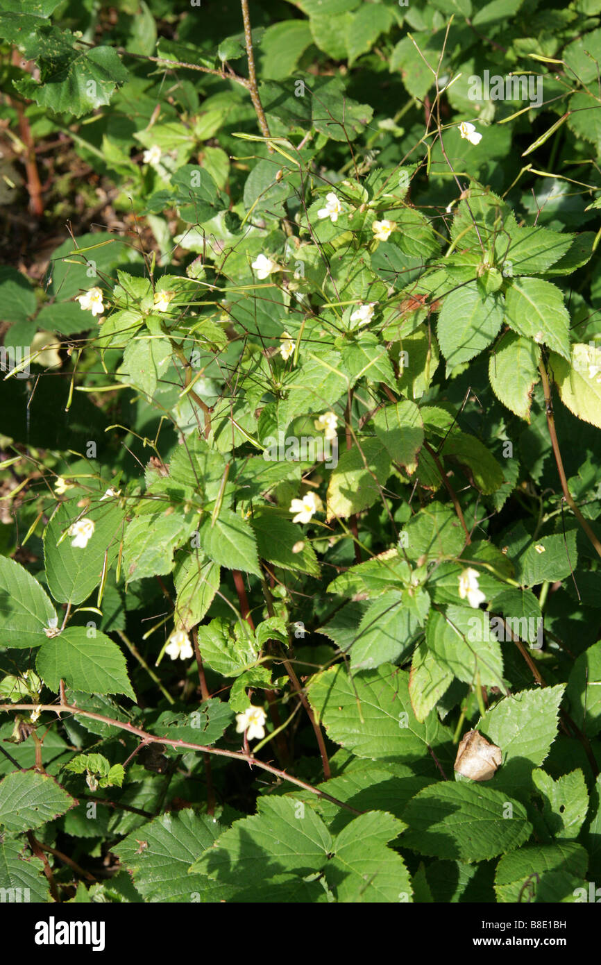 Small Balsam, Impatiens parviflora, Balsaminaceae Stock Photo