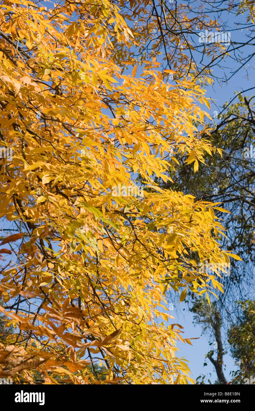 Bitternut hickory hi-res stock photography and images - Alamy
