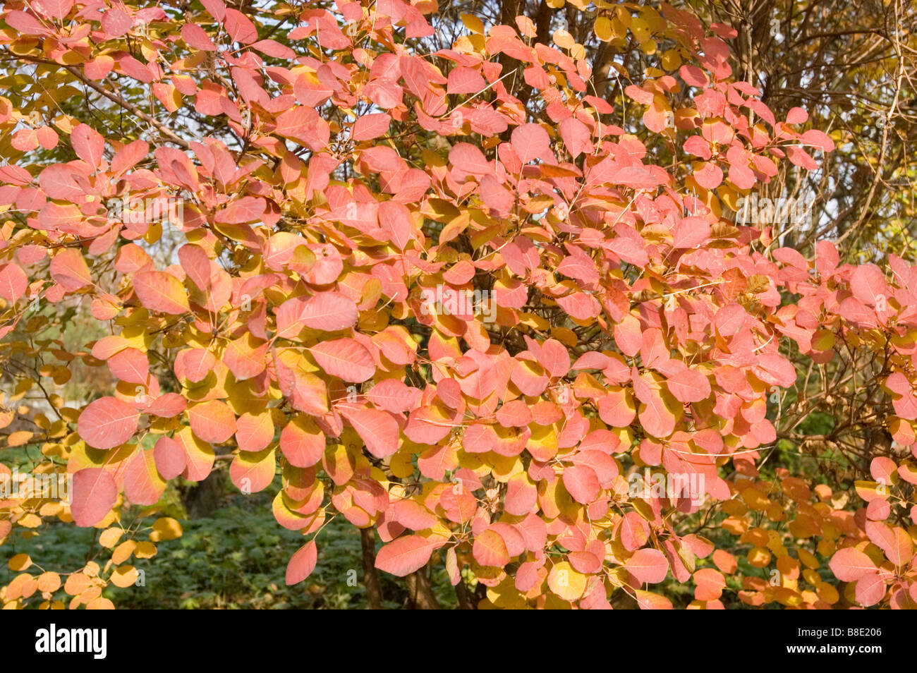 Red yellow autumn leaves of Common Smoketree, Smokebush, Anacardiaceae, Cotinus Coggygria Stock Photo