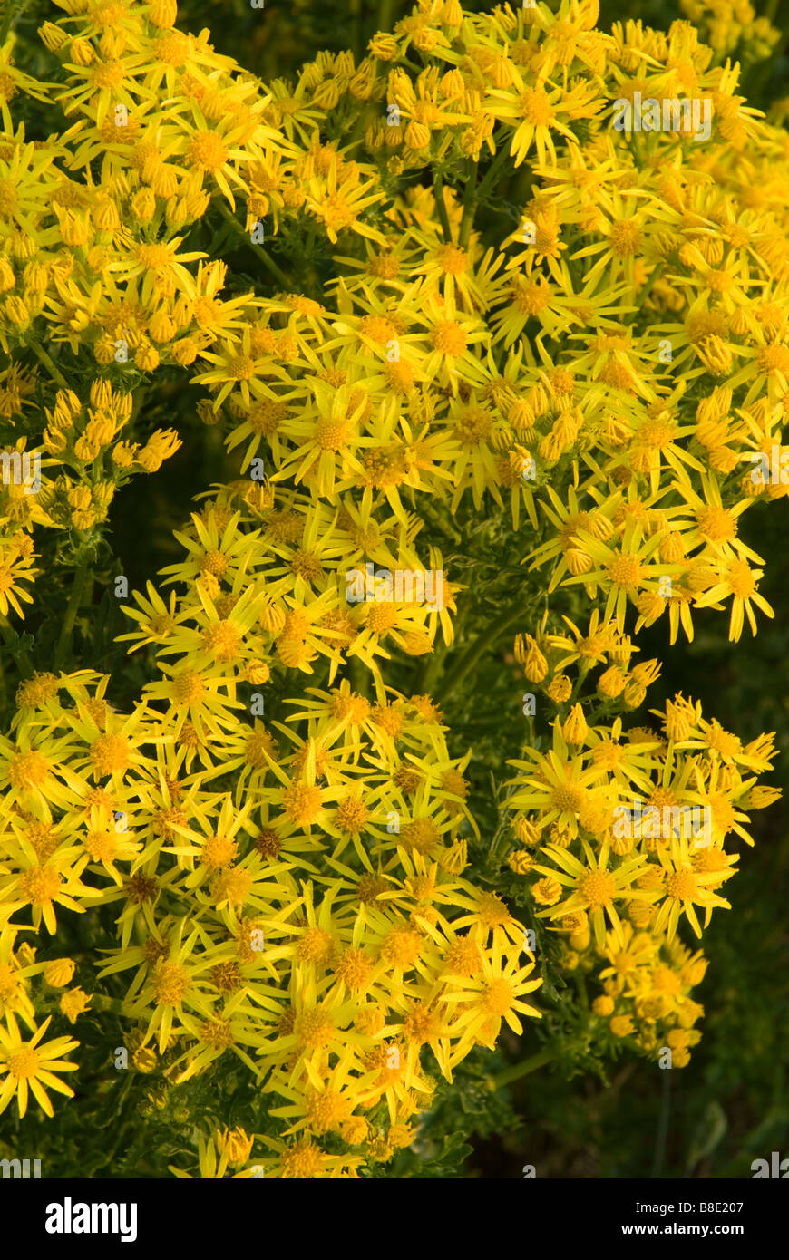 Common ragwort Senecio jacobaea commonly found growing in grassland roadsides and wasteland South Lanarkshire Scotland Stock Photo