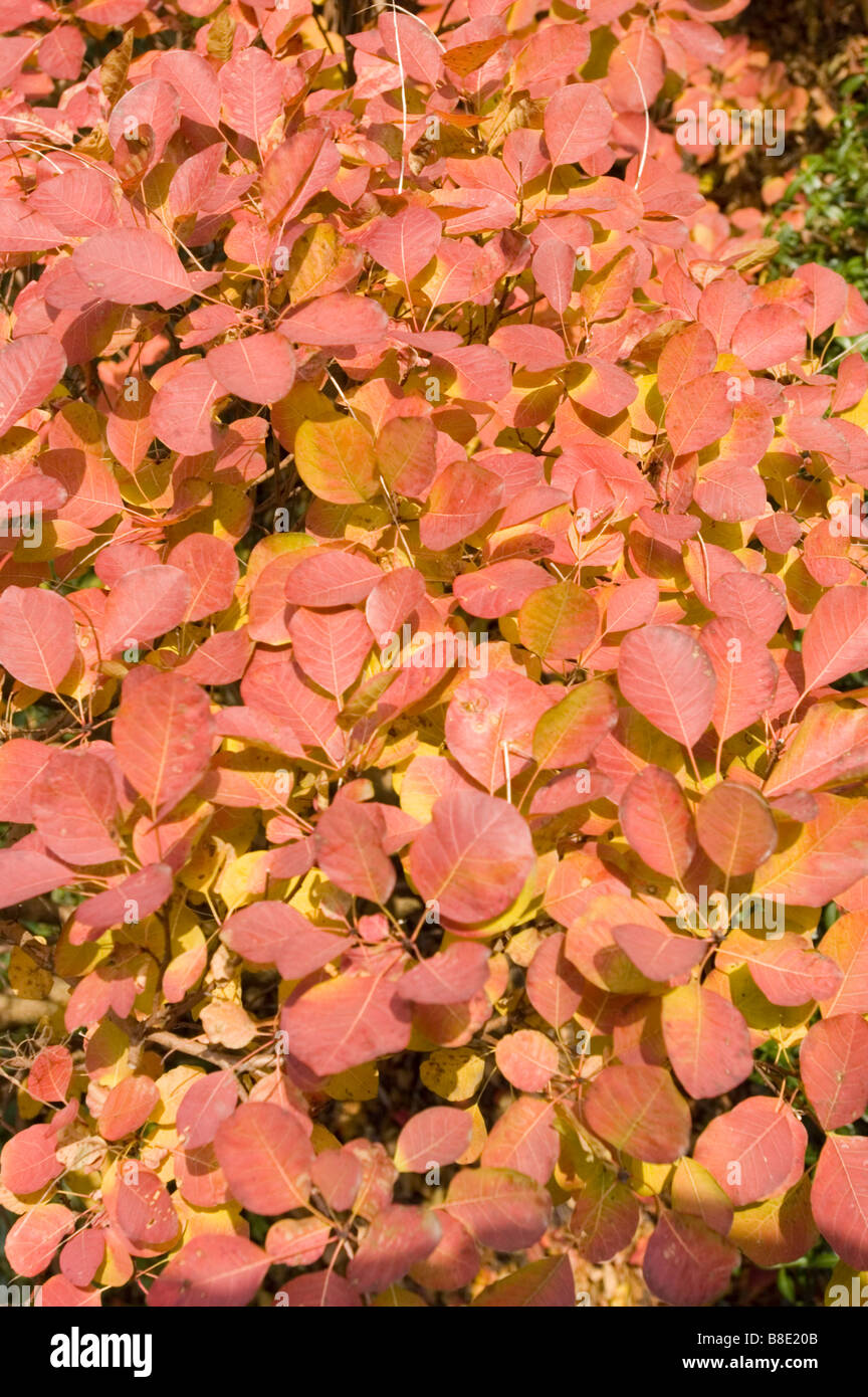 Red yellow autumn leaves of Common Smoketree, Smokebush, Anacardiaceae, Cotinus Coggygria Stock Photo