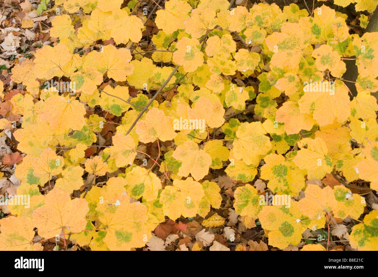 Yellow autumn leaves of Italian maple, Aceraceae, Acer opalus subsp. Obtusatum Stock Photo