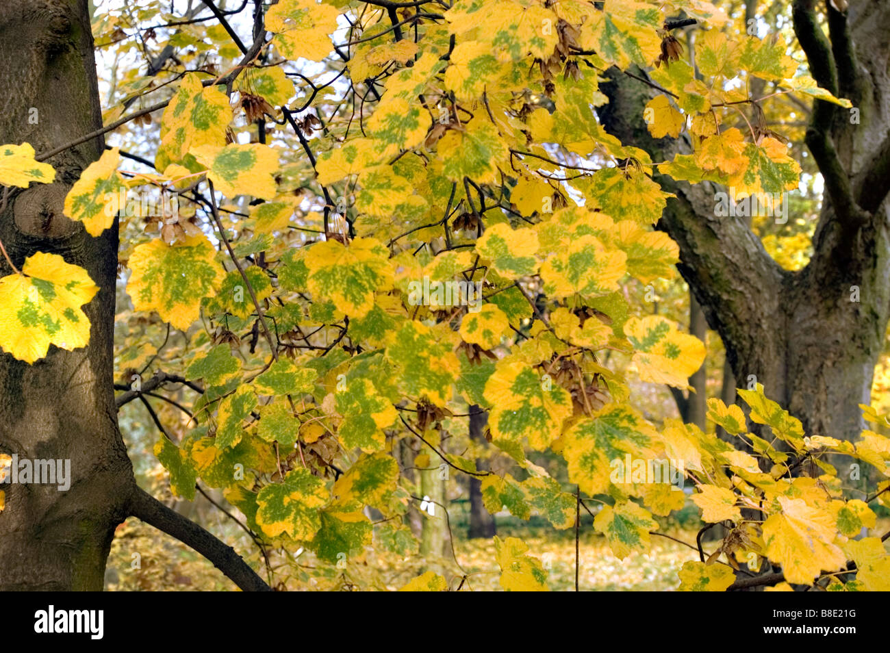 Yellow autumn leaves of Italian maple, Aceraceae, Acer opalus subsp. Obtusatum Stock Photo