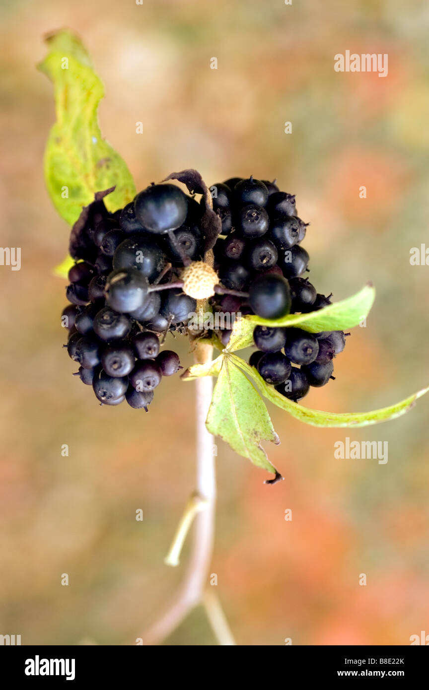 Black berries of Henry's Finger Aralia   - Acanthopanax Henryi Stock Photo