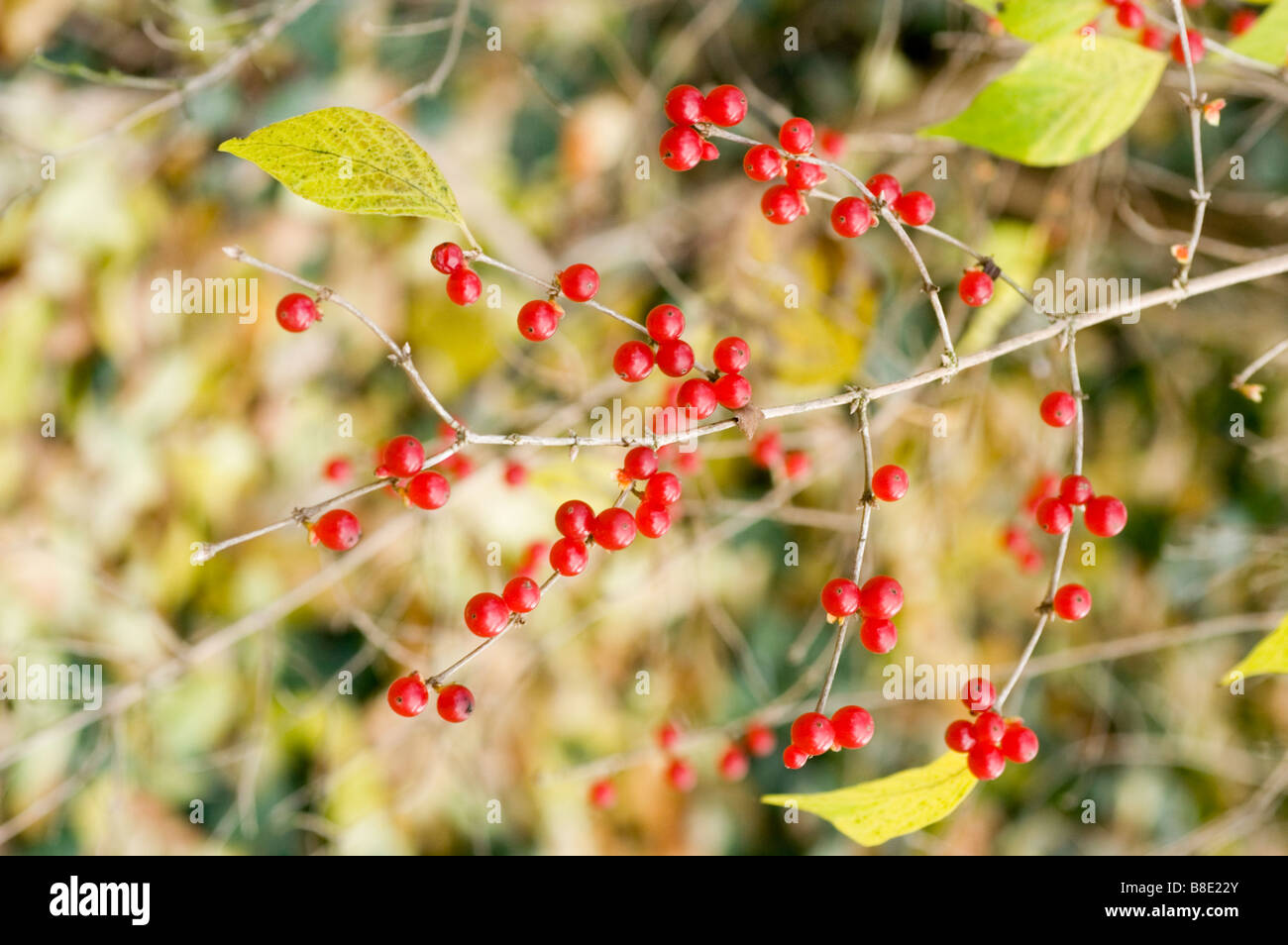 Red berries of Amur honeysuckle  - caprifoliaceae, Lonicera Maackii Erubescens, Asia Stock Photo