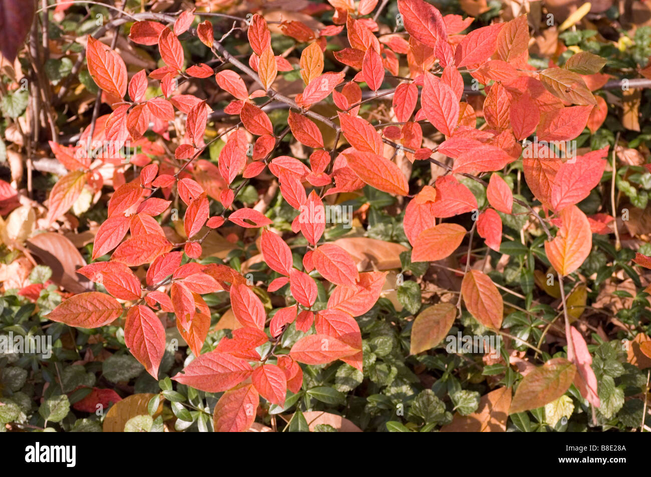 Red autumn leaves of Cotoneaster Hsingshangensis, hsing-shan Stock Photo