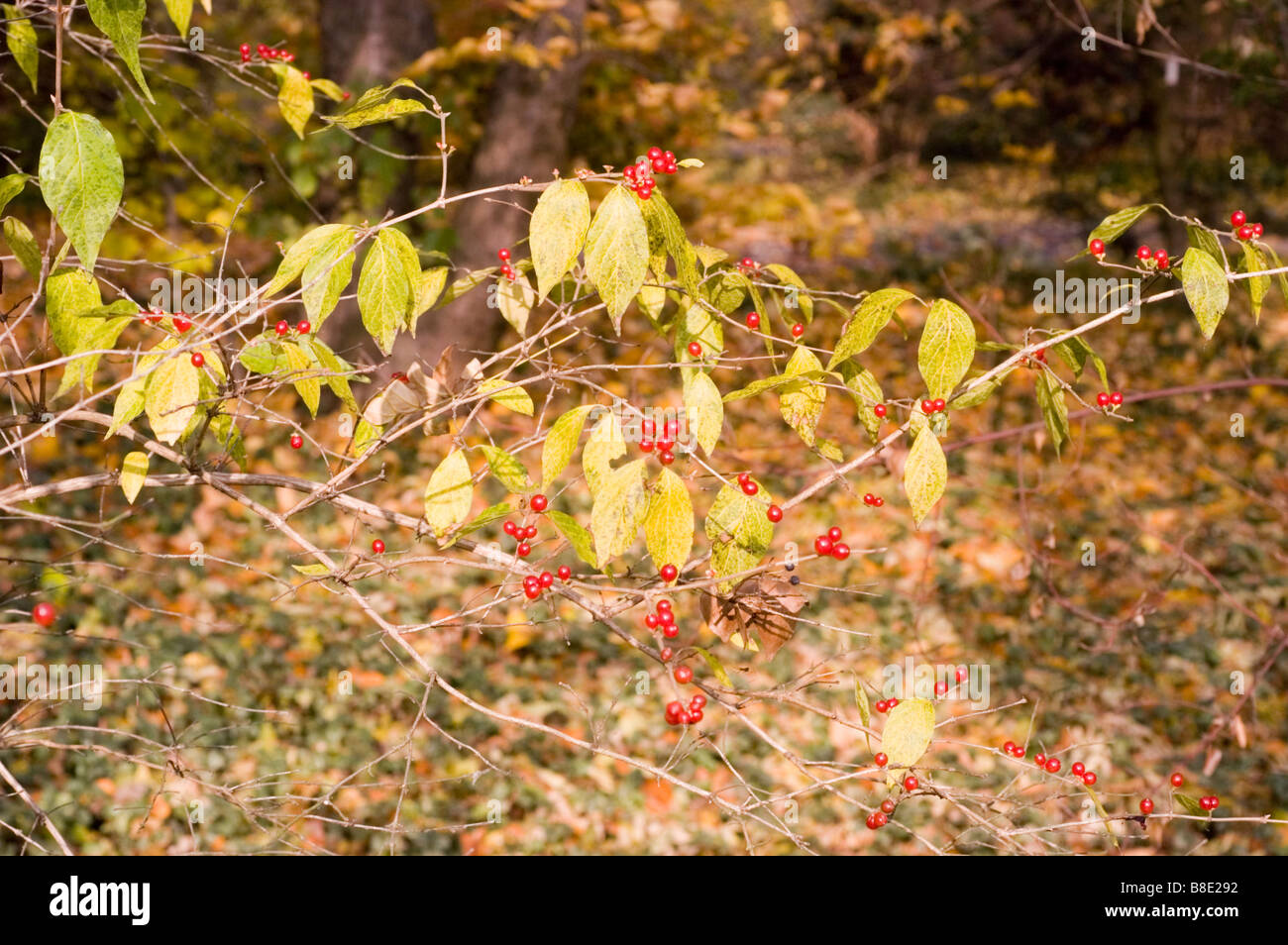 Yellow leaves and red berries of Amur honeysuckle  - caprifoliaceae, Lonicera Maackii Erubescens, Asia Stock Photo