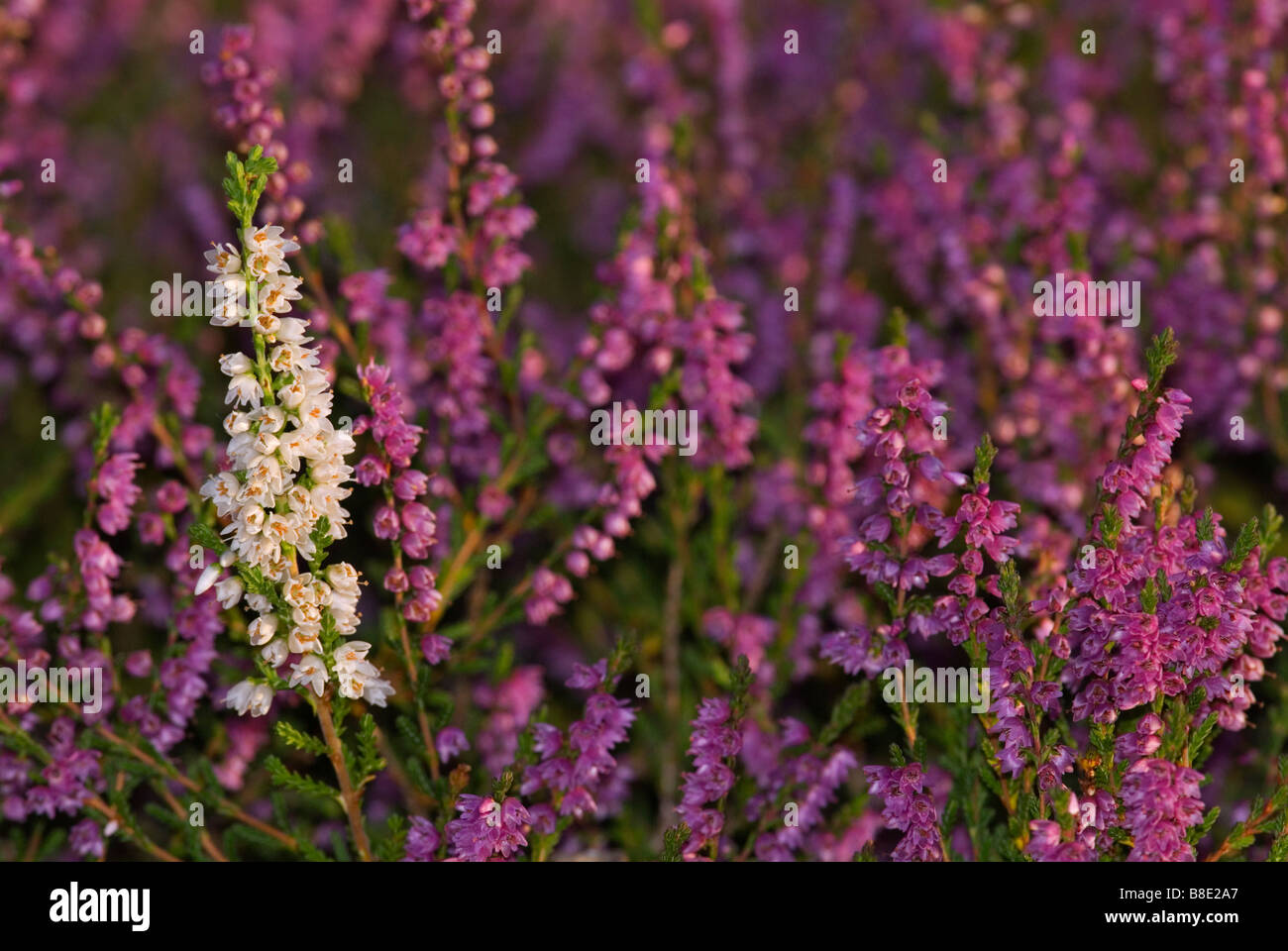 Sprig of white heather amongst purple heather Calluna vulgaris flowers Scotland Stock Photo