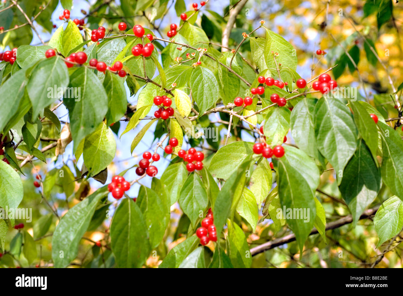 Red berries of Amur honeysuckle  - caprifoliaceae, Lonicera Maackii Erubescens, Asia Stock Photo