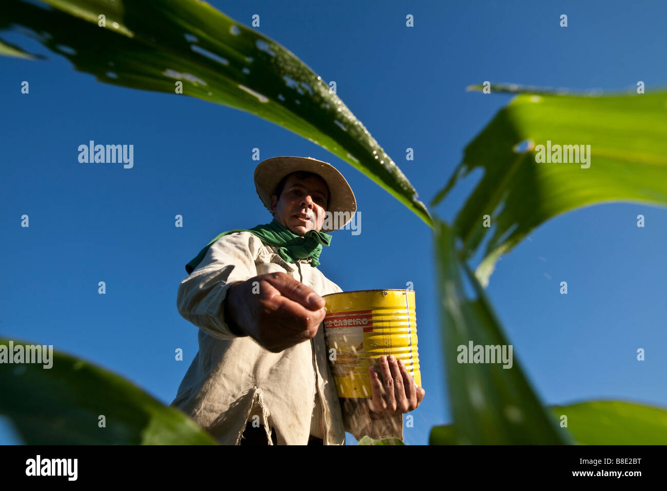 Farming corn cultivation small landowner Minas Gerais State Brazil Stock Photo