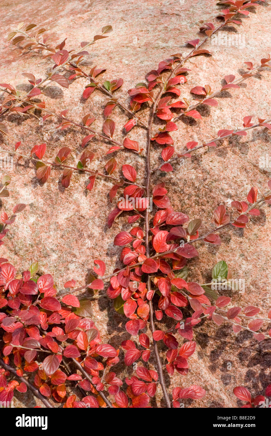 Red leaves of Cotoneaster kitaibelii Stock Photo