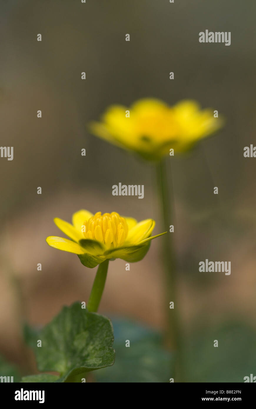 Lesser Celandine Ranunculus ficaria Cleghorn Glen Clyde Valley