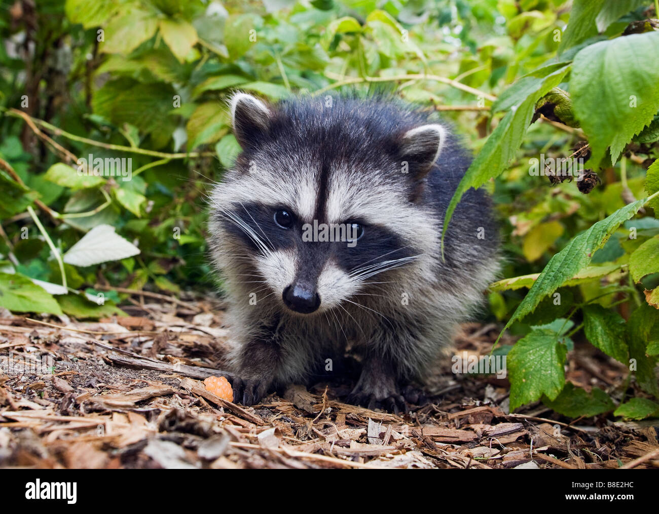 Young Raccoon (Procyon lotor) Stock Photo
