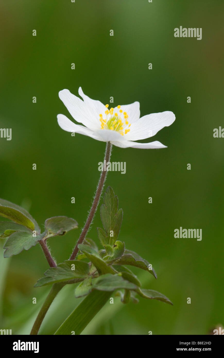 Wood anemone Anemone nemorosa Cleghorn Glen Clyde Valley Woodlands