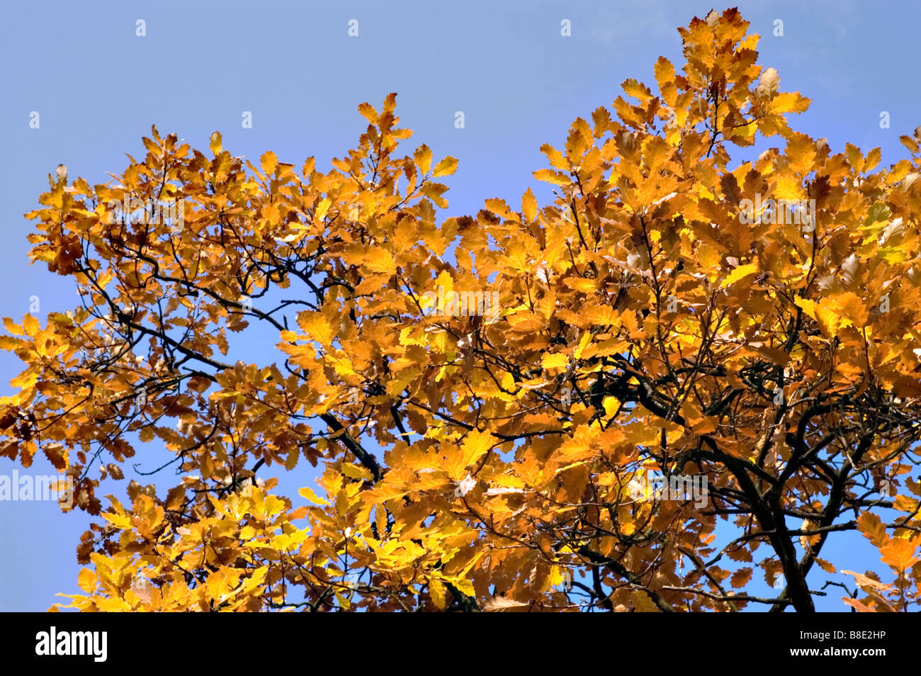 Yellow autumn leaves of Durmast Oak , Sessile Oak , Fagaceae, Quercus