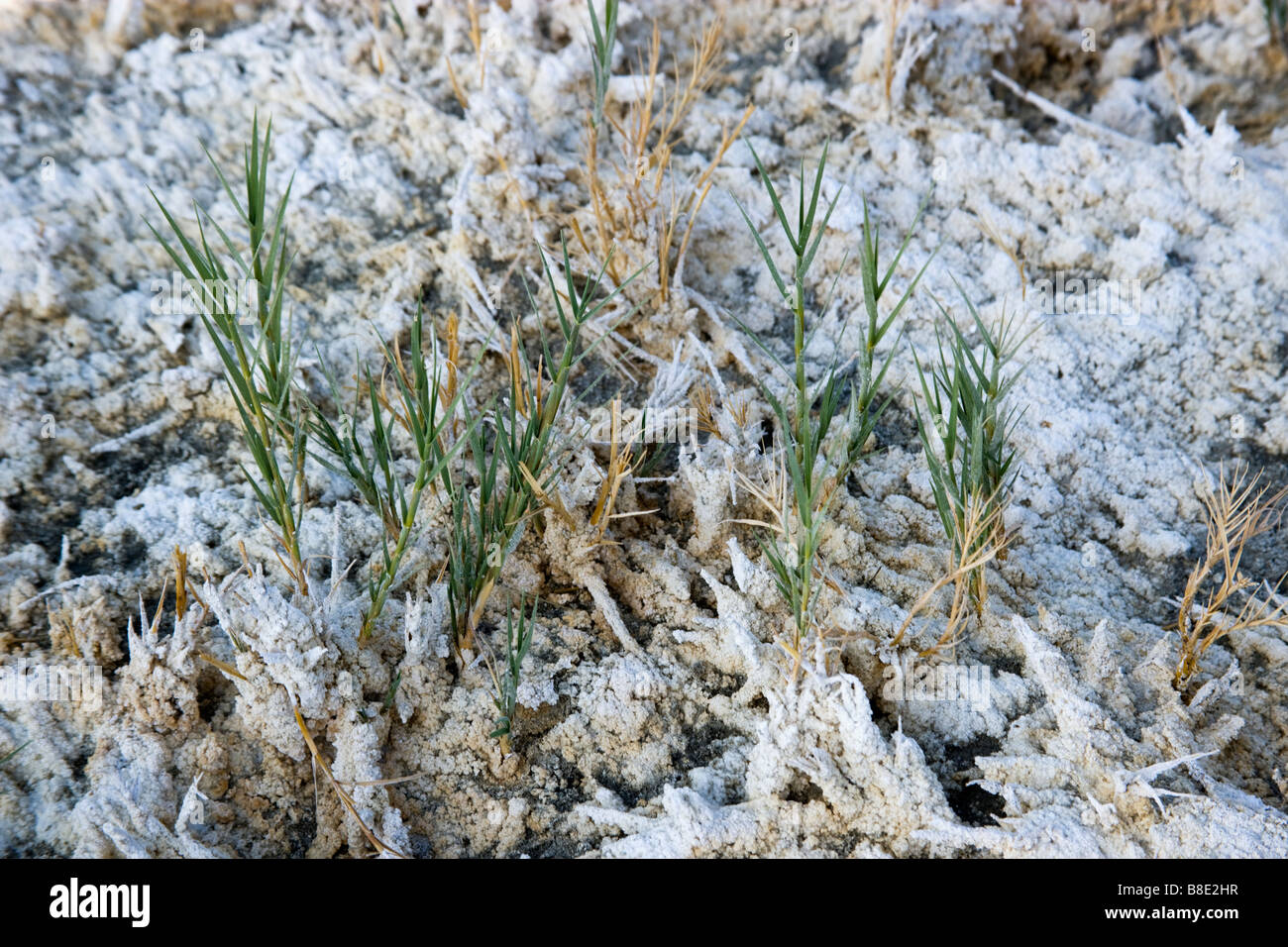 Soda Ash natural deposit dying grass. Stock Photo