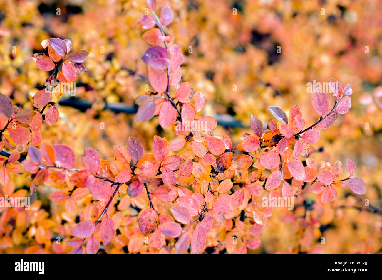 Red autumn leaves of Spreading cotoneaster , Rosaceae, Cotoneaster divaricatus, China, Asia Stock Photo