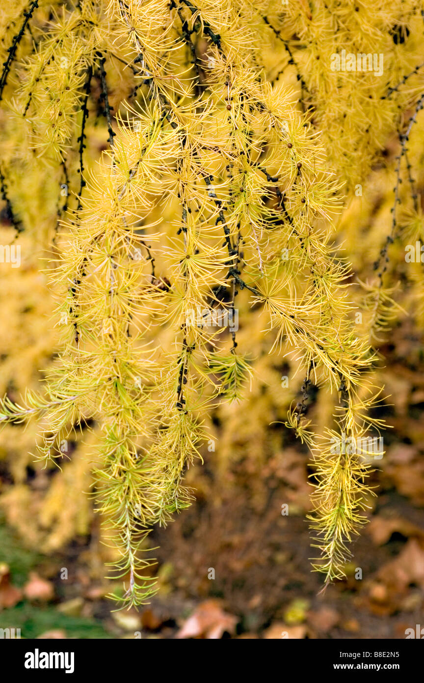 Yellow Japanese larch,   Pinaceae,  Larix kaempferi Stock Photo