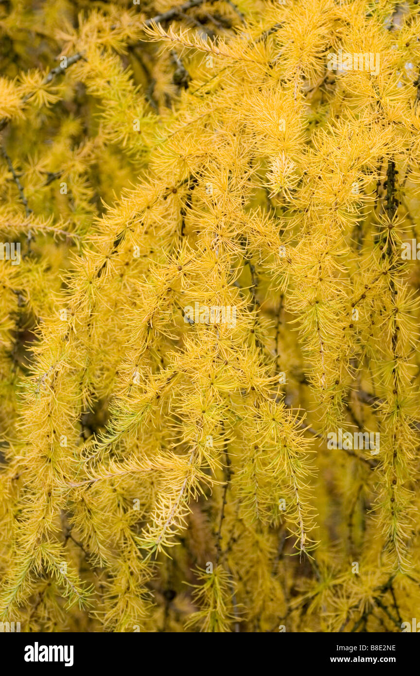 Yellow Japanese larch,   Pinaceae,  Larix kaempferi Stock Photo