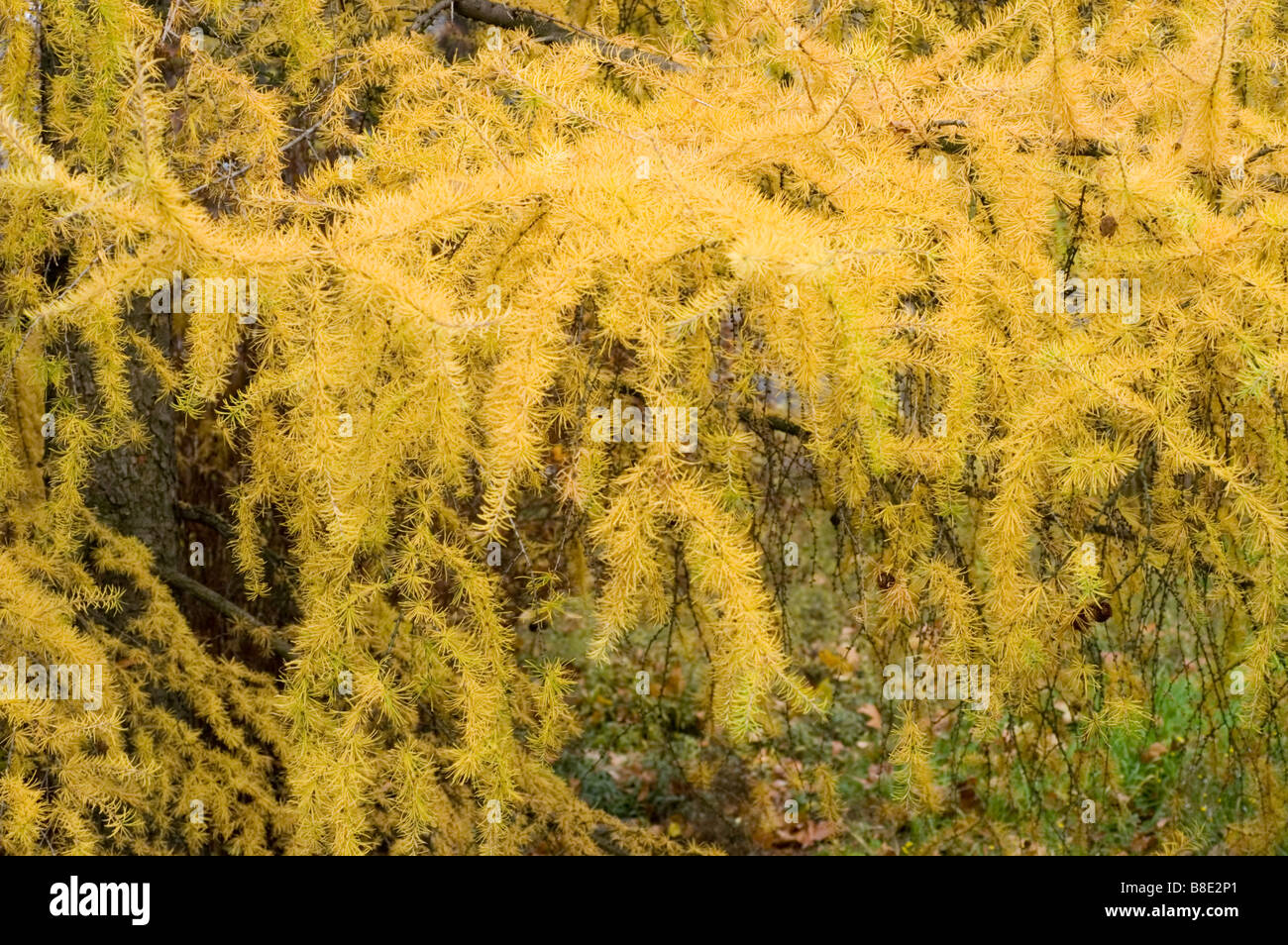 Yellow Japanese larch, Pinaceae, Larix kaempferi Stock Photo
