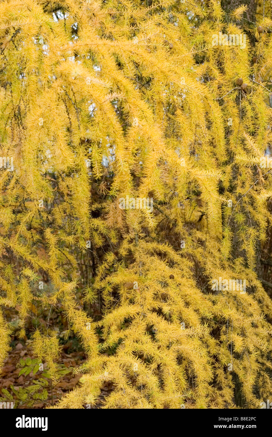 Hanging branches larch tree hi-res stock photography and images - Alamy