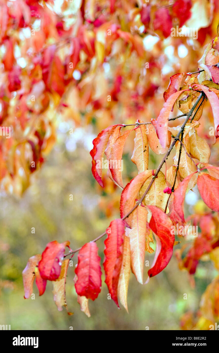 Red autumn leaves of Hamilton's spindletree, Himalayan Spindle Tree, Chinese spindle-tree, Staff tree, Celastraceae , Euonymus Stock Photo