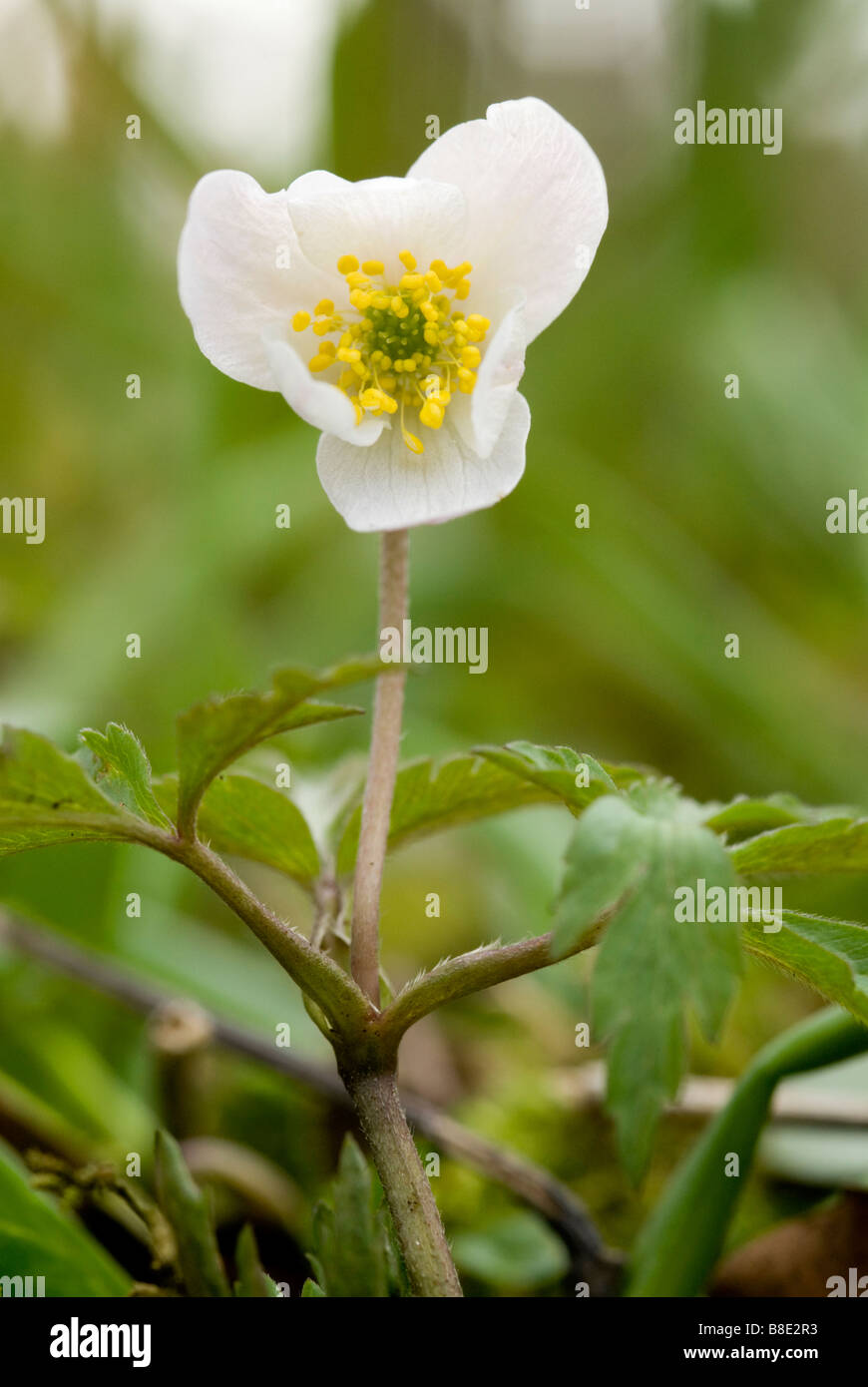 Wood anemone Anemone nemorosa Cleghorn Glen Clyde Valley Woodlands