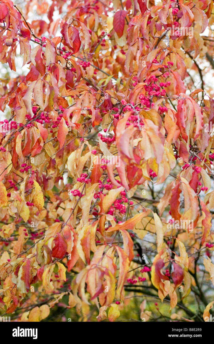 Red autumn leaves and berres of Hamilton's spindletree, Himalayan Spindle Tree, Chinese spindle-tree, Staff tree, Celastraceae Stock Photo
