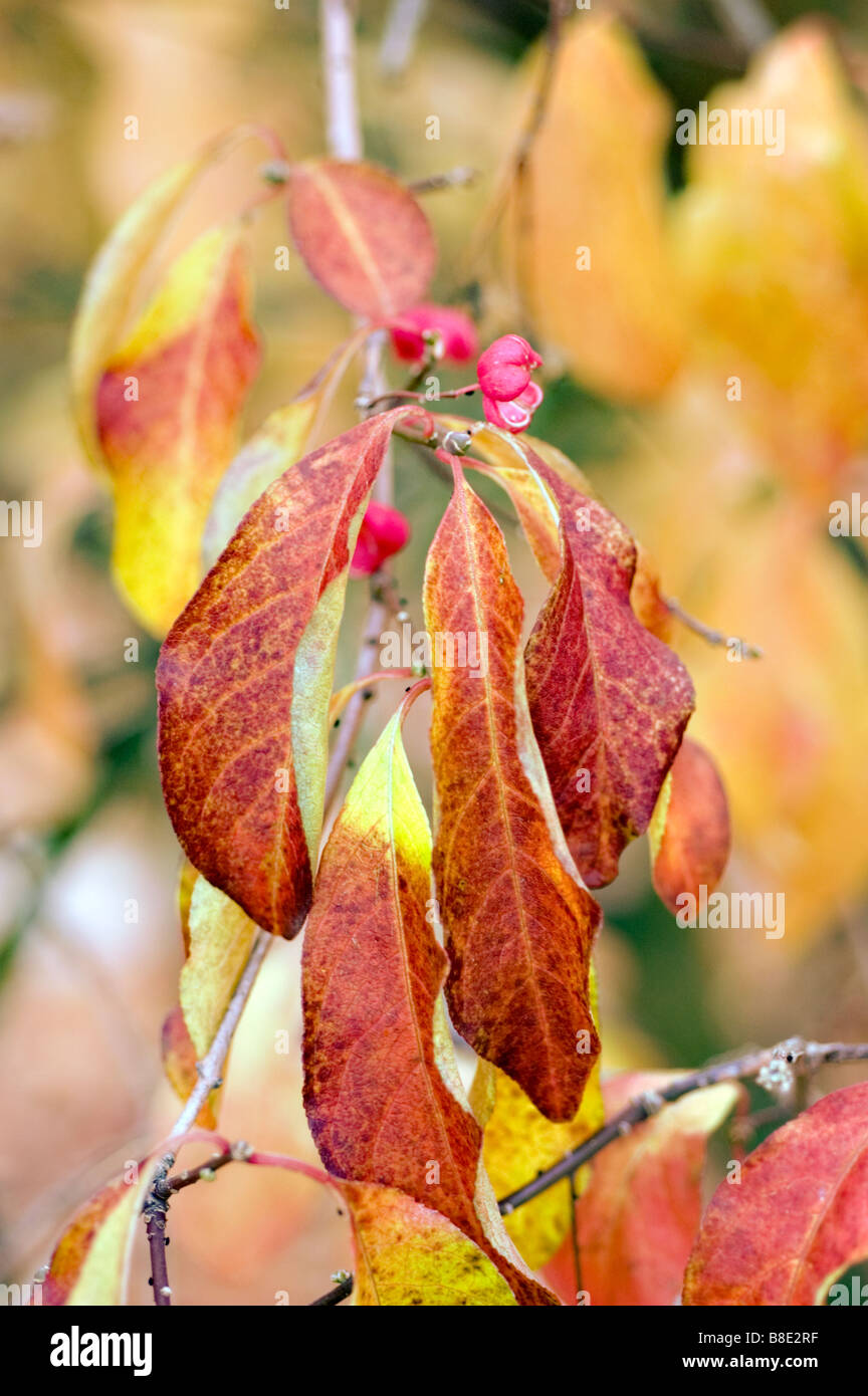 Red autumn leaves and berres of Hamilton's spindletree, Himalayan Spindle Tree, Chinese spindle-tree, Staff tree, Celastraceae , Stock Photo
