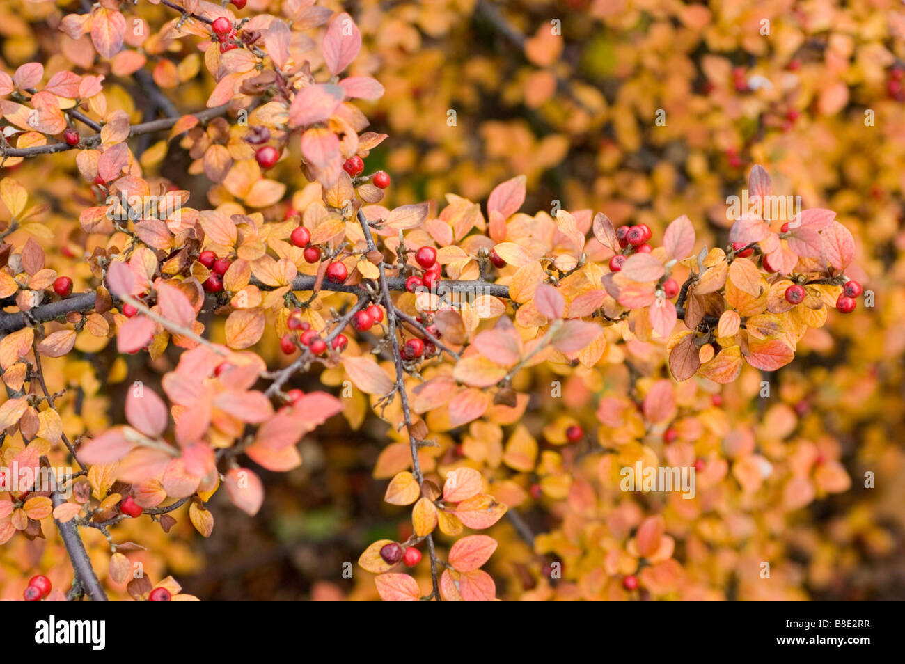 Red autumn leaves foliage Diels' cotoneaster , Cotoneaster dielsianus Stock Photo