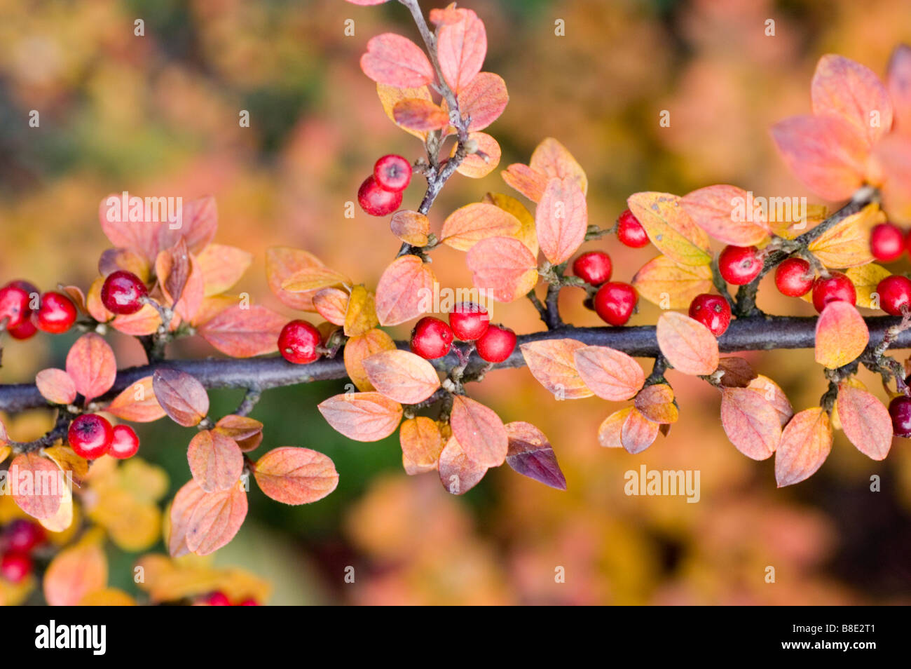 Red autumn berries leaves foliage Diels' cotoneaster , Cotoneaster dielsianus Stock Photo