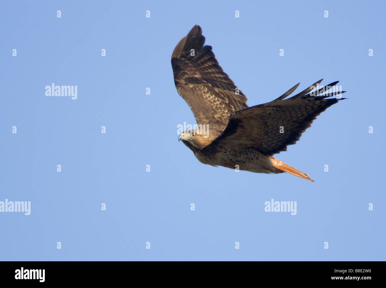 Red tailed Hawk in Flight Buteo jamaicensis Stock Photo - Alamy