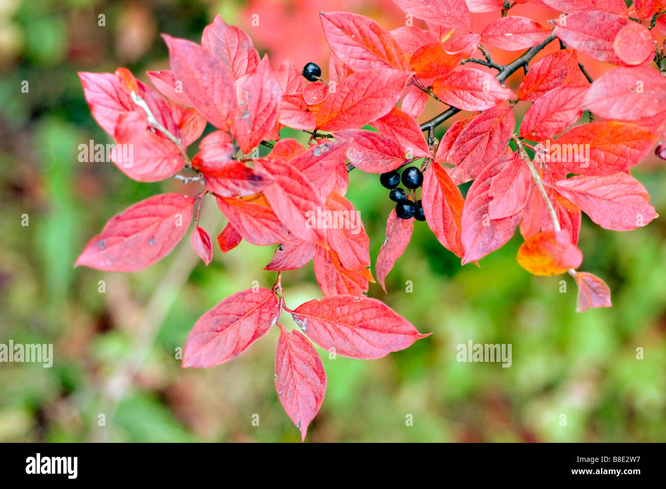 Red autumn berries leaves foliage Cotoneaster Hsingshangensis, hsing-shan Stock Photo