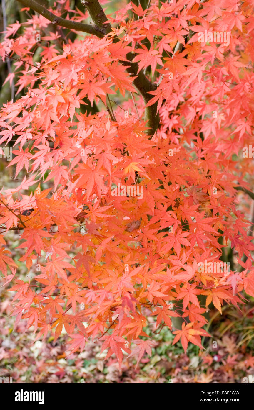 Red autumn foliage of Japanese maple, Acer palmatum Stock Photo