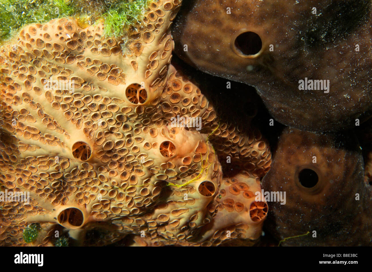 Two species of marine encrusting sponge on rock surface Paros Island Aegean Sea Greece Stock Photo